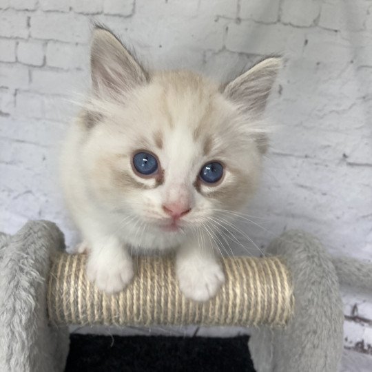 chaton Ragdoll seal tabby point & blanc Blanc Les Ragdolls de la Croisette