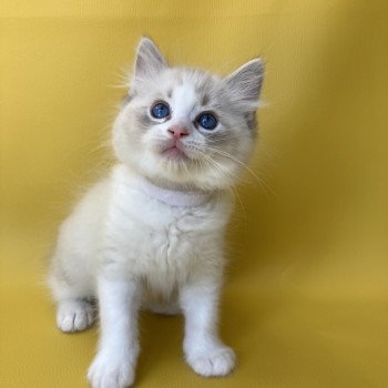 chaton Ragdoll seal tabby point & blanc Shakespeare Les Ragdolls de la Croisette