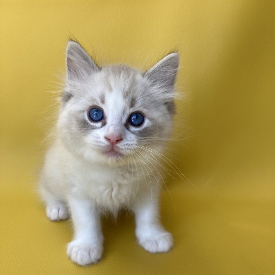 chaton Ragdoll seal tabby point & blanc Shakespeare Les Ragdolls de la Croisette