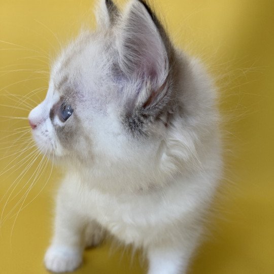 chaton Ragdoll seal tabby point & blanc Shakespeare Les Ragdolls de la Croisette