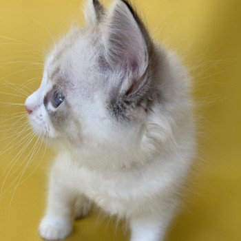 chaton Ragdoll seal tabby point & blanc Shakespeare Les Ragdolls de la Croisette