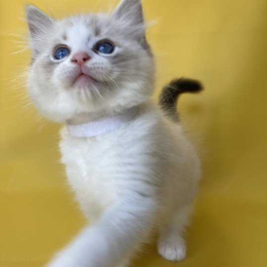 chaton Ragdoll seal tabby point & blanc Shakespeare Les Ragdolls de la Croisette