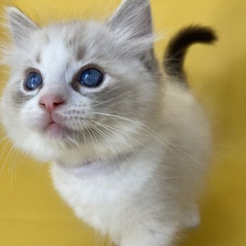chaton Ragdoll seal tabby point & blanc Shakespeare Les Ragdolls de la Croisette chaton Ragdoll seal tabby point & blanc Shakespeare Les Ragdolls de la Croisette