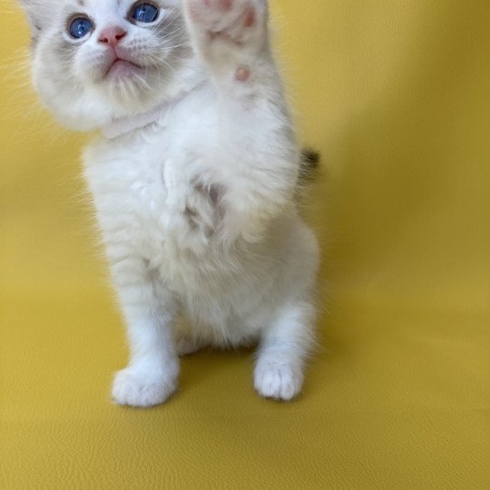 chaton Ragdoll seal tabby point & blanc Shakespeare Les Ragdolls de la Croisette