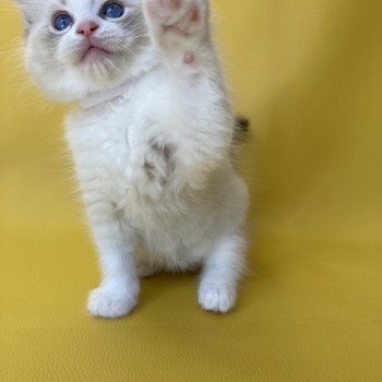 chaton Ragdoll seal tabby point & blanc Shakespeare Les Ragdolls de la Croisette