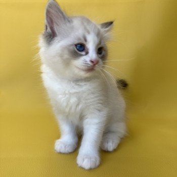 chaton Ragdoll seal tabby point & blanc Shakespeare Les Ragdolls de la Croisette