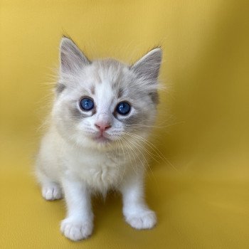 chaton Ragdoll seal tabby point & blanc Shakespeare Les Ragdolls de la Croisette chaton Ragdoll seal tabby point & blanc Shakespeare Les Ragdolls de la Croisette