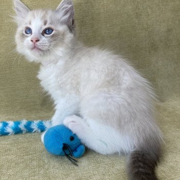 chaton Ragdoll seal tabby point & blanc Shakespeare Les Ragdolls de la Croisette