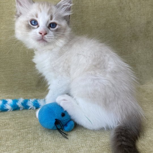 chaton Ragdoll seal tabby point & blanc Shakespeare Les Ragdolls de la Croisette