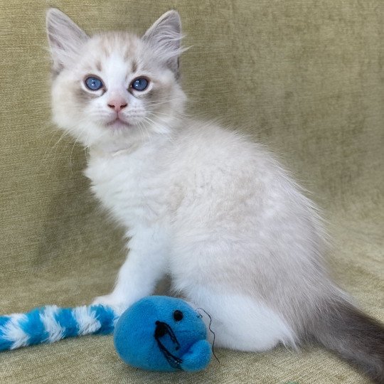 chaton Ragdoll seal tabby point & blanc Shakespeare Les Ragdolls de la Croisette