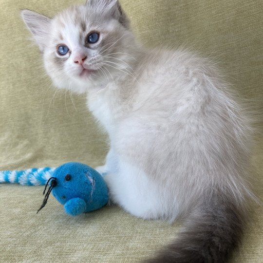 chaton Ragdoll seal tabby point & blanc Shakespeare Les Ragdolls de la Croisette