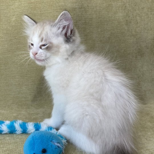 chaton Ragdoll seal tabby point & blanc Shakespeare Les Ragdolls de la Croisette