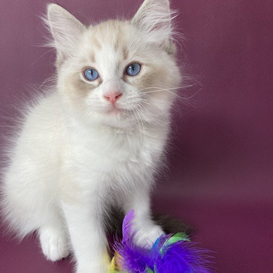 chaton Ragdoll seal tabby point & blanc Shakespeare Les Ragdolls de la Croisette