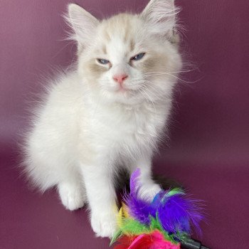 chaton Ragdoll seal tabby point & blanc Shakespeare Les Ragdolls de la Croisette