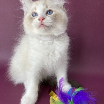 chaton Ragdoll seal tabby point & blanc Shakespeare Les Ragdolls de la Croisette