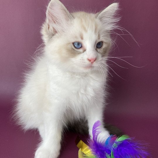 chaton Ragdoll seal tabby point & blanc Shakespeare Les Ragdolls de la Croisette