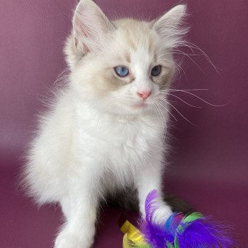 chaton Ragdoll seal tabby point & blanc Shakespeare Les Ragdolls de la Croisette chaton Ragdoll seal tabby point & blanc Shakespeare Les Ragdolls de la Croisette