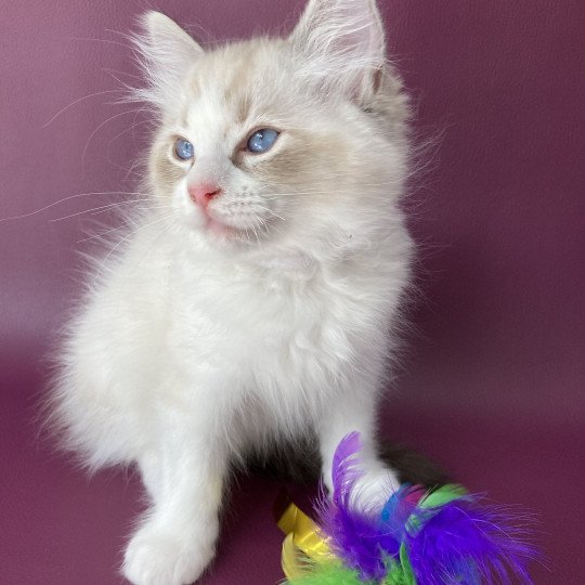 chaton Ragdoll seal tabby point & blanc Shakespeare Les Ragdolls de la Croisette