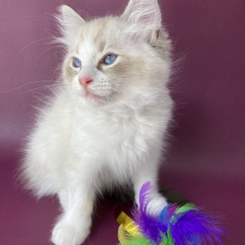 chaton Ragdoll seal tabby point & blanc Shakespeare Les Ragdolls de la Croisette chaton Ragdoll seal tabby point & blanc Shakespeare Les Ragdolls de la Croisette