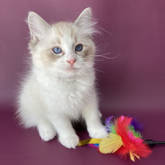 chaton Ragdoll seal tabby point & blanc Shakespeare Les Ragdolls de la Croisette