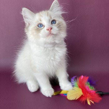 chaton Ragdoll seal tabby point & blanc Shakespeare Les Ragdolls de la Croisette