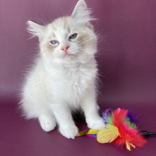 chaton Ragdoll seal tabby point & blanc Shakespeare Les Ragdolls de la Croisette