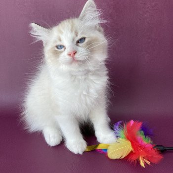 chaton Ragdoll seal tabby point & blanc Shakespeare Les Ragdolls de la Croisette