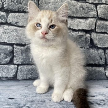 chaton Ragdoll seal tabby point & blanc Shakespeare Les Ragdolls de la Croisette