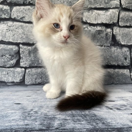 chaton Ragdoll seal tabby point & blanc Shakespeare Les Ragdolls de la Croisette