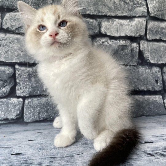 chaton Ragdoll seal tabby point & blanc Shakespeare Les Ragdolls de la Croisette