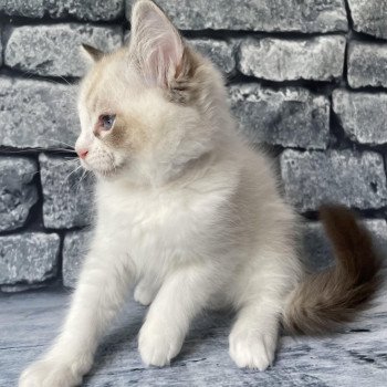 chaton Ragdoll seal tabby point & blanc Shakespeare Les Ragdolls de la Croisette