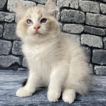 chaton Ragdoll seal tabby point & blanc Shakespeare Les Ragdolls de la Croisette