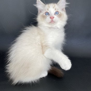 chaton Ragdoll seal tabby point & blanc Shakespeare Les Ragdolls de la Croisette