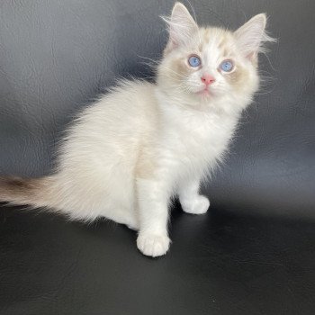 chaton Ragdoll seal tabby point & blanc Shakespeare Les Ragdolls de la Croisette