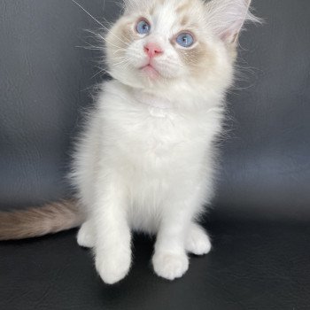 chaton Ragdoll seal tabby point & blanc Shakespeare Les Ragdolls de la Croisette