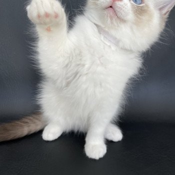 chaton Ragdoll seal tabby point & blanc Shakespeare Les Ragdolls de la Croisette chaton Ragdoll seal tabby point & blanc Shakespeare Les Ragdolls de la Croisette