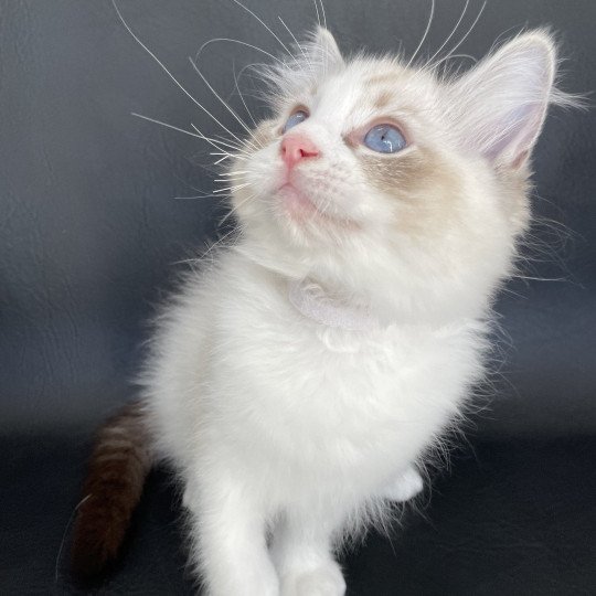 chaton Ragdoll seal tabby point & blanc Shakespeare Les Ragdolls de la Croisette