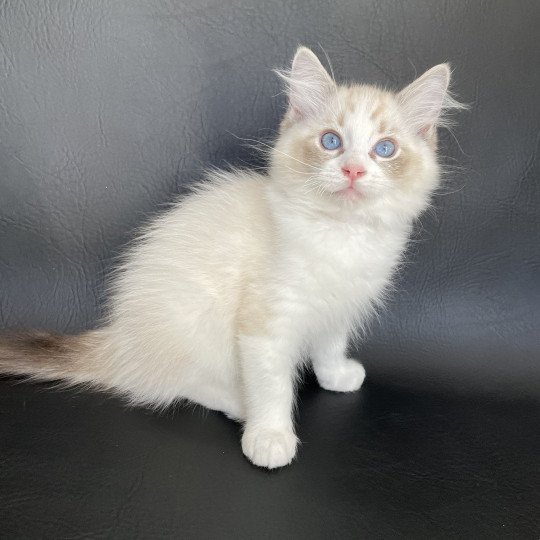 chaton Ragdoll seal tabby point & blanc Shakespeare Les Ragdolls de la Croisette