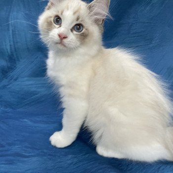 chaton Ragdoll seal tabby point & blanc Shakespeare Les Ragdolls de la Croisette