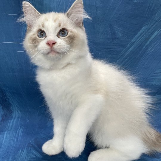 chaton Ragdoll seal tabby point & blanc Shakespeare Les Ragdolls de la Croisette