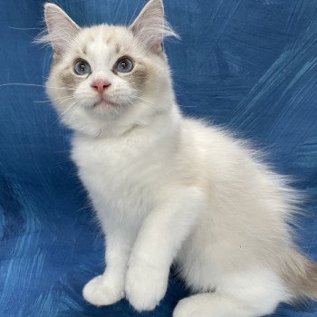 chaton Ragdoll seal tabby point & blanc Shakespeare Les Ragdolls de la Croisette