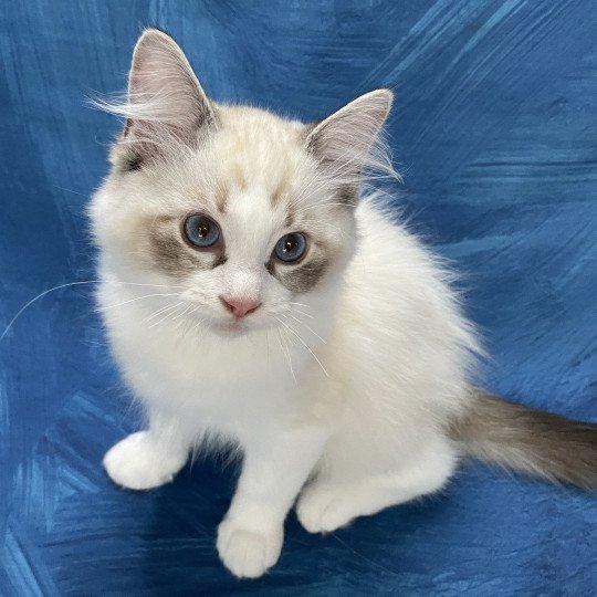 chaton Ragdoll seal tabby point & blanc Shakespeare Les Ragdolls de la Croisette