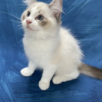 chaton Ragdoll seal tabby point & blanc Shakespeare Les Ragdolls de la Croisette