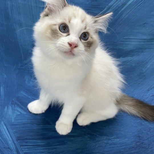 chaton Ragdoll seal tabby point & blanc Shakespeare Les Ragdolls de la Croisette