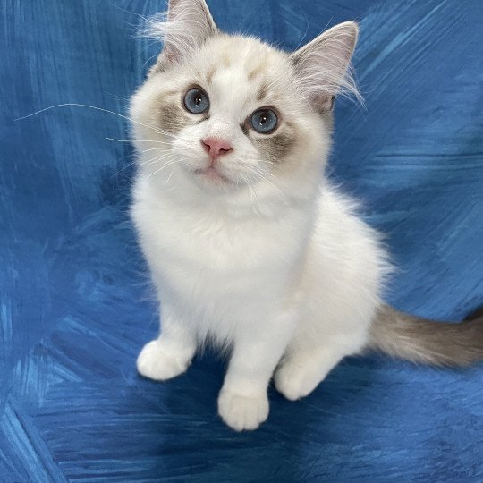 chaton Ragdoll seal tabby point & blanc Shakespeare Les Ragdolls de la Croisette