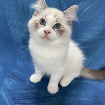 chaton Ragdoll seal tabby point & blanc Shakespeare Les Ragdolls de la Croisette