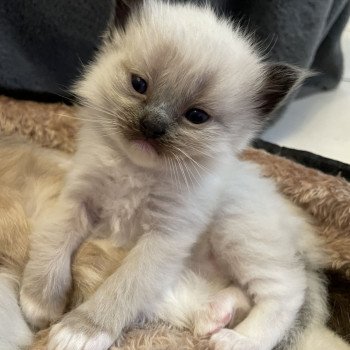 chaton Ragdoll seal point mitted Blanc Les Ragdolls de la Croisette