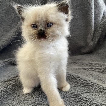 chaton Ragdoll seal point mitted Blanc Les Ragdolls de la Croisette