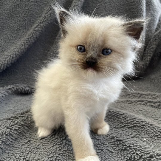 chaton Ragdoll seal point mitted Blanc Les Ragdolls de la Croisette