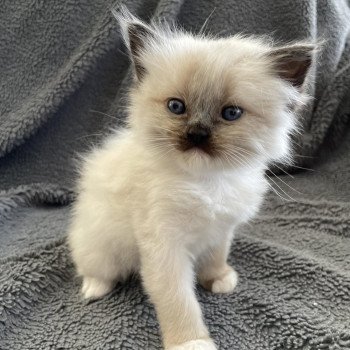 chaton Ragdoll seal point mitted Blanc Les Ragdolls de la Croisette chaton Ragdoll seal point mitted Blanc Les Ragdolls de la Croisette